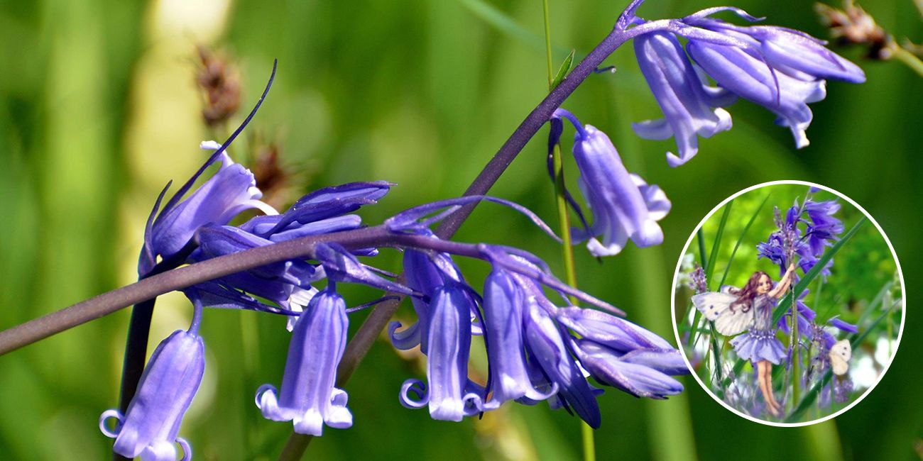 Bluebell Festival 2021 Throughout The Month Of May